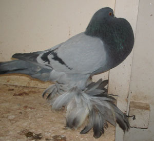 Genter kröpfer Blau mit schwarzen binden Genter kröpfer Blau mit schwarzen binden