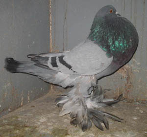 Genter kröpfer Blau mit schwarzen binden Genter kröpfer Blau mit schwarzen binden