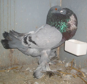 Genter kröpfer Blau mit schwarzen binden Genter kröpfer Blau mit schwarzen binden