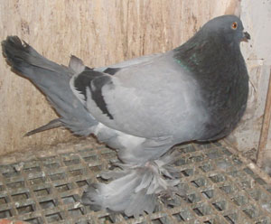 Genter kröpfer Blau mit schwarzen binden Genter kröpfer Blau mit schwarzen binden