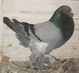 Genter kröpfer Blau mit schwarzen binden Genter kröpfer Blau mit schwarzen binden