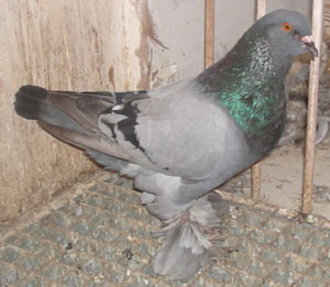 Genter kröpfer Blau mit schwarzen binden Genter kröpfer Blau mit schwarzen binden