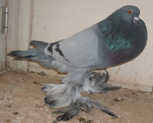Genter kröpfer Blau mit schwarzen binden Genter kröpfer Blau mit schwarzen binden