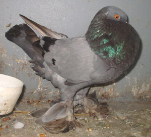 Genter kröpfer Blau mit schwarzen binden Genter kröpfer Blau mit schwarzen binden