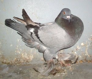 Genter kröpfer Blau mit schwarzen binden Genter kröpfer Blau mit schwarzen binden