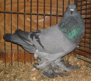 Genter kröpfer Blau mit schwarzen binden Genter kröpfer Blau mit schwarzen binden