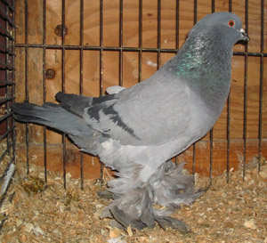 Genter kröpfer Blau mit schwarzen binden Genter kröpfer Blau mit schwarzen binden