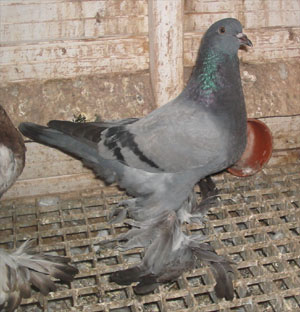 Genter kröpfer Blau mit schwarzen binden Genter kröpfer Blau mit schwarzen binden