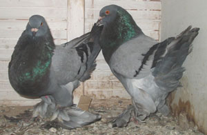 Genter kröpfer Blau mit schwarzen binden Genter kröpfer Blau mit schwarzen binden