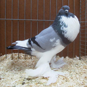 Blau Geherzt Blau Geherzt