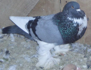 Blau Geherzt Blau Geherzt