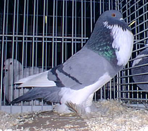 Blau Geherzt Blau Geherzt
