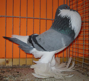 Blau Geherzt Blau Geherzt