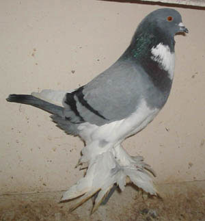 Blau Geherzt Blau Geherzt