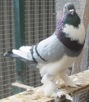 Blau Geherzt Blau Geherzt