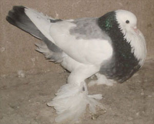 Dominican Ash Blue Dominican Ash Blue