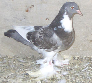 Witlap Blauwzilver Gekrast Witlap Blauwzilver Gekrast
