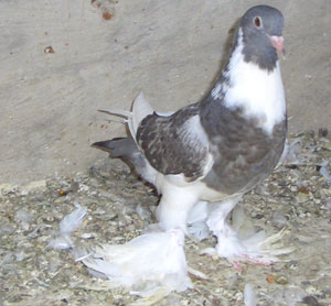  Ash Blue Pied