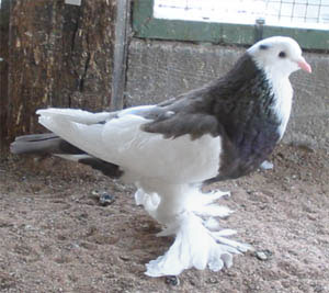 Dominicaan Dun Dominicaan Dun