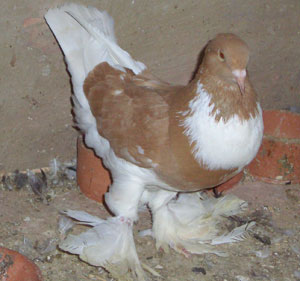  Jaune à bavette