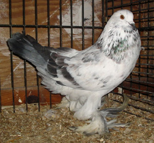 Blau schimmel Blau schimmel