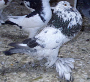 Blau schimmel Blau schimmel