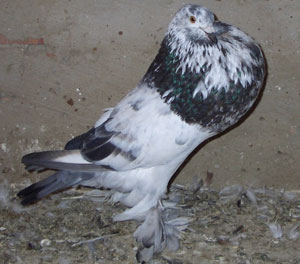 Blau schimmel Blau schimmel