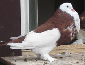 Dominicain Rouge Dominicain Rouge