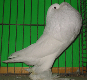 Weiss Weiss