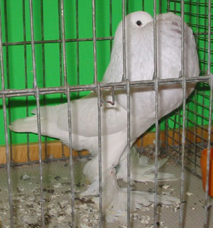 Weiss Weiss