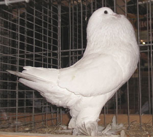 Weiss Weiss