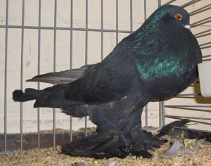 Genter kröpfer Schwarz Genter kröpfer Schwarz