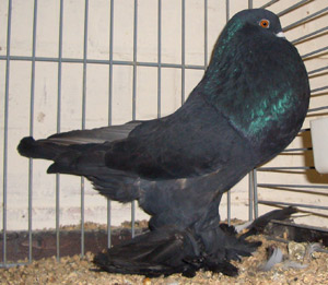 Genter kröpfer Schwarz Genter kröpfer Schwarz