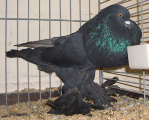Genter kröpfer Schwarz Genter kröpfer Schwarz