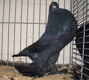 Genter kröpfer Schwarz Genter kröpfer Schwarz