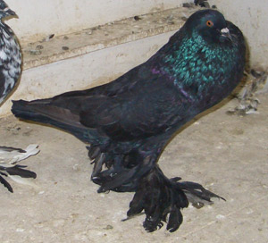 Genter kröpfer Schwarz Genter kröpfer Schwarz