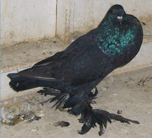 Genter kröpfer Schwarz Genter kröpfer Schwarz
