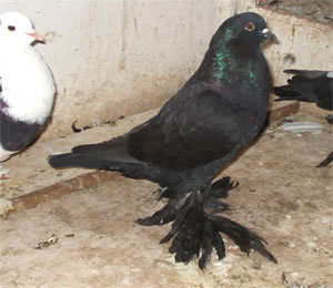 Genter kröpfer Schwarz Genter kröpfer Schwarz