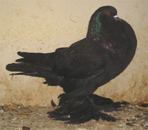 Genter kröpfer Schwarz Genter kröpfer Schwarz