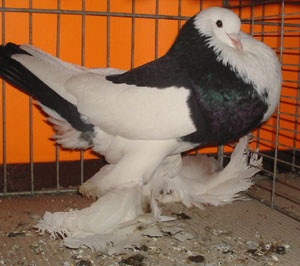 Genter kröpfer Schwarz Dominikaner Genter kröpfer Schwarz Dominikaner