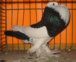 Genter kröpfer Schwarz Dominikaner Genter kröpfer Schwarz Dominikaner