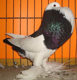 Genter kröpfer Schwarz Dominikaner Genter kröpfer Schwarz Dominikaner
