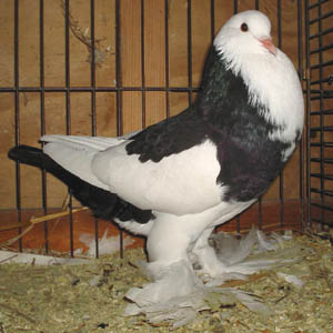 Genter kröpfer Schwarz Dominikaner Genter kröpfer Schwarz Dominikaner