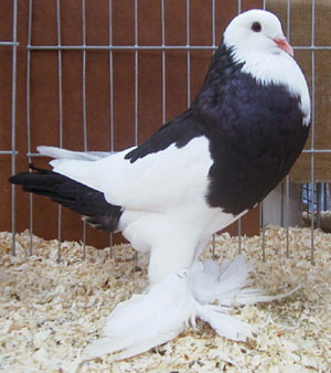 Genter kröpfer Schwarz Dominikaner Genter kröpfer Schwarz Dominikaner