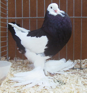 Genter kröpfer Schwarz Dominikaner Genter kröpfer Schwarz Dominikaner
