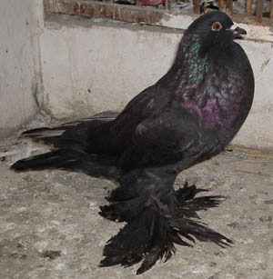 Genter kröpfer Schwarz Genter kröpfer Schwarz