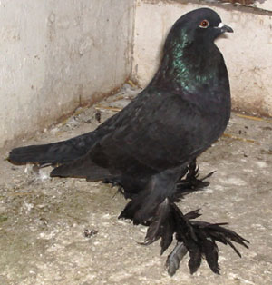 Genter kröpfer Schwarz Genter kröpfer Schwarz