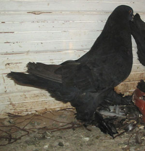 Genter kröpfer Schwarz Genter kröpfer Schwarz