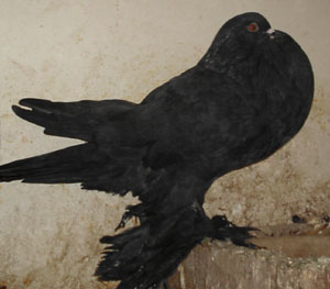 Genter kröpfer Schwarz Genter kröpfer Schwarz