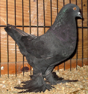 Genter kröpfer Schwarz Genter kröpfer Schwarz